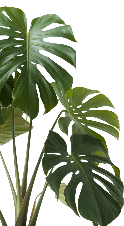 Monstera_halb